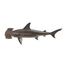 Hammerhead Shark