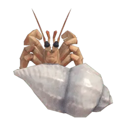 Hermit Crab