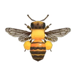 Honeybee
