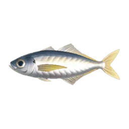 Horse Mackerel