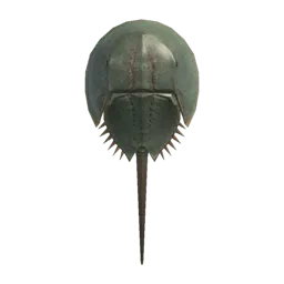 Horseshoe Crab