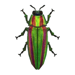 Jewel Beetle