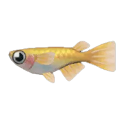 Killifish