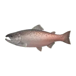 King Salmon