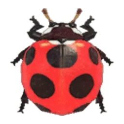 Ladybug
