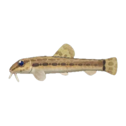 Loach