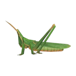 Long Locust
