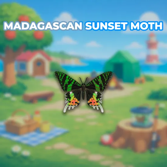 Madagascan Sunset Moth