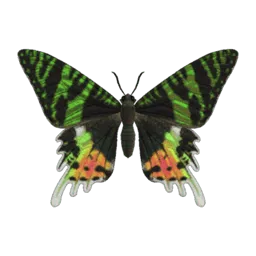 Madagascan Sunset Moth