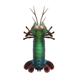 Mantis Shrimp