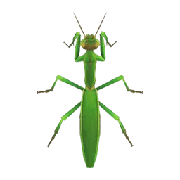 Mantis
