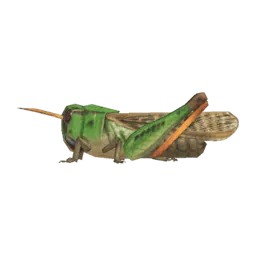 Migratory Locust