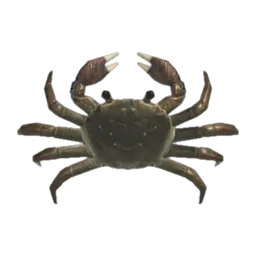 Mitten Crab