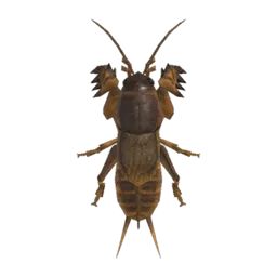Mole Cricket