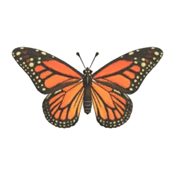 Monarch Butterfly