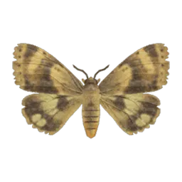 Moth