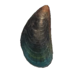 Mussel