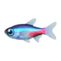 Neon Tetra