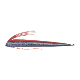 Oarfish