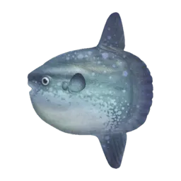 Ocean Sunfish