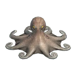 Octopus