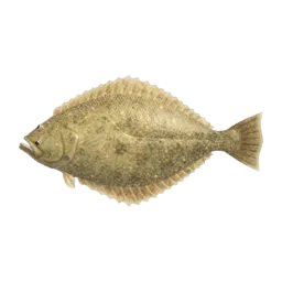 Olive Flounder