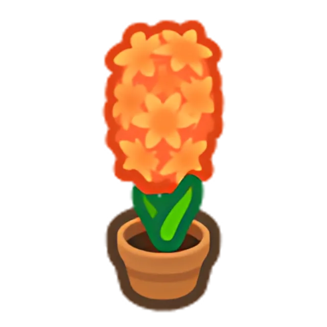 Orange-Hyacinth Plant