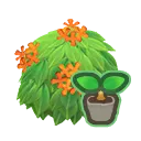 Orange-Tea-Olive Start