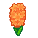 Orange Hyacinths