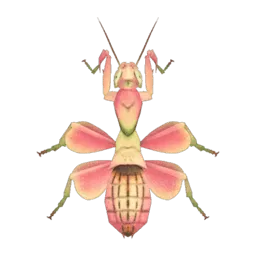 Orchid Mantis