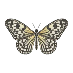 Paper Kite Butterfly