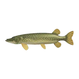 Pike
