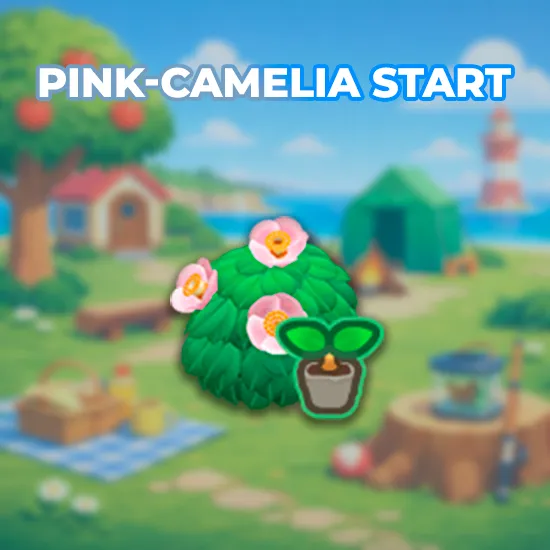 Pink-Camelia Start