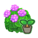 Pink-Hydrangea Start