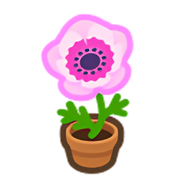 Pink-Windflower Plant