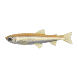 Pond Smelt