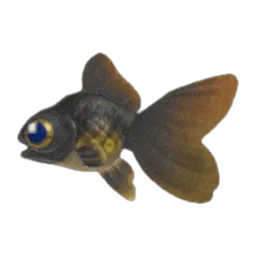 Pop-Eyed Goldfish