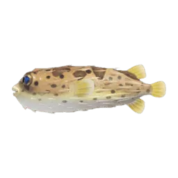 Puffer Fish