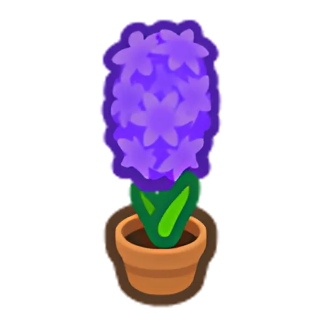 Purple-Hyacinth Plant
