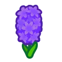 Purple Hyacinths