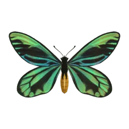 Queen Alexandra's Birdwing