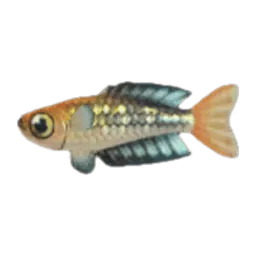 Rainbowfish