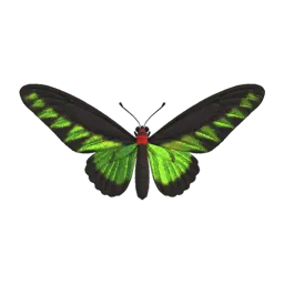 Rajah Brooke's Birdwing