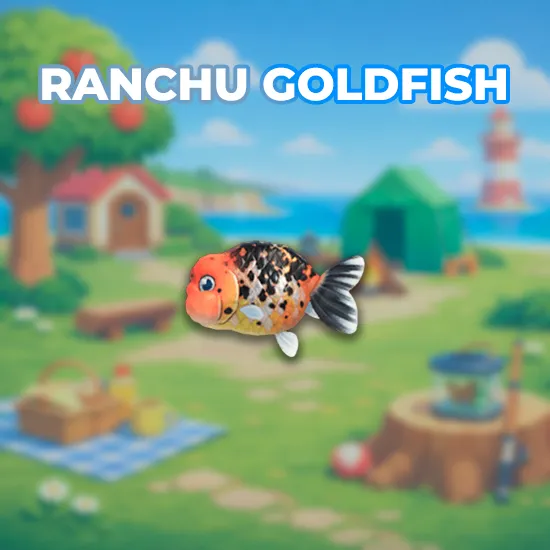 Ranchu Goldfish