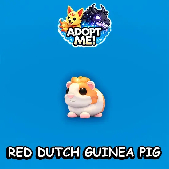 Red Dutch Guinea Pig