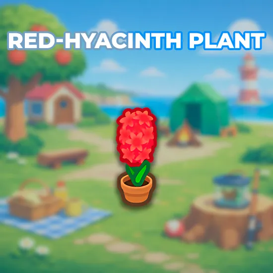 Red-Hyacinth Plant