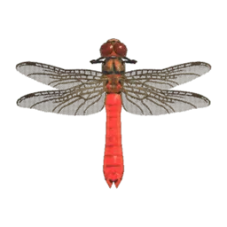 Red Dragonfly