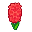 Red Hyacinths