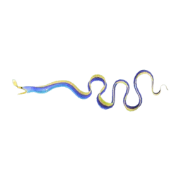 Ribbon Eel