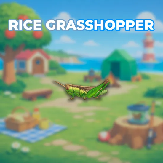 Rice Grasshopper